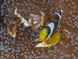 Aneneme and crab partners by Sue Ferreira 